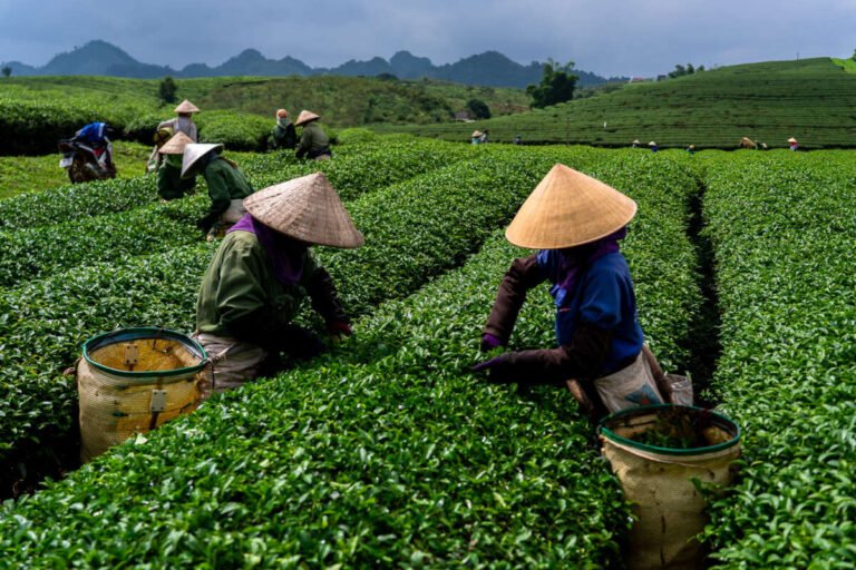 Two women in conical hats pick tea into baskets among green tea bushes, with more pickers and hills behind.