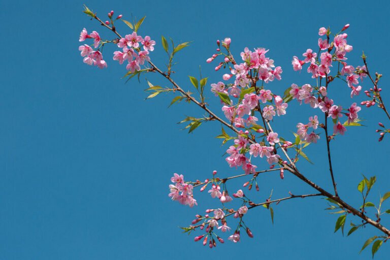 A branch of pink cherry blossoms and fresh green leaves stretches across a clear deep blue sky.