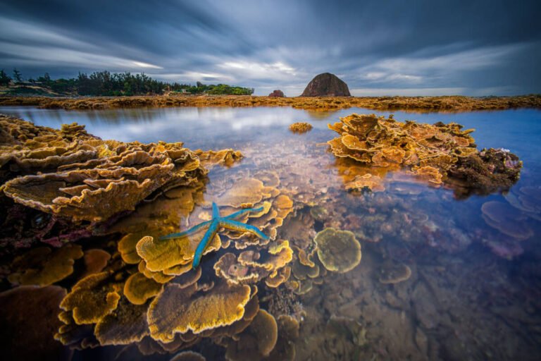 Exposed corals and a blue starfish in clear shallow water at low tide, with a rocky island under streaked clouds.