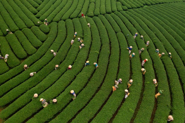 Overhead view of tea pickers scattered along sweeping curved rows of green tea bushes on a hillside plantation.