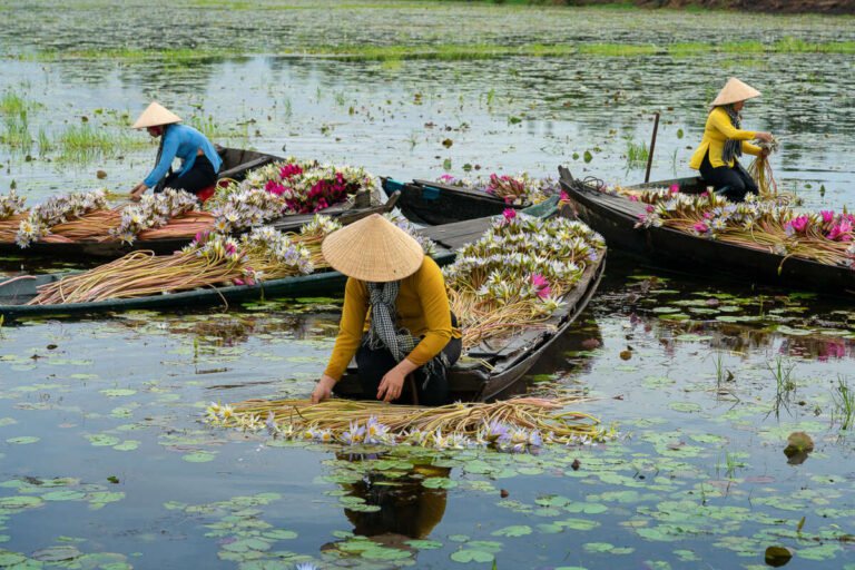 Women in conical hats gather and bundle water lily stems and white flowers from small wooden boats on a lily-covered pond.