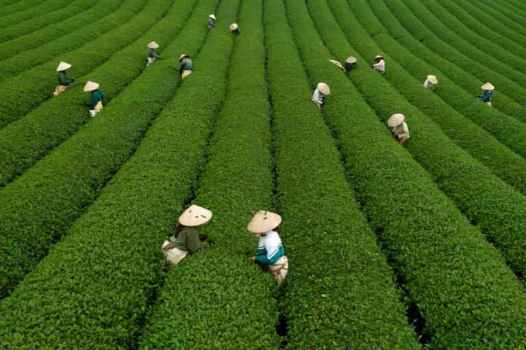 Aerial view of tea pickers in conical hats working along straight green rows of tea bushes, two women in the foreground.