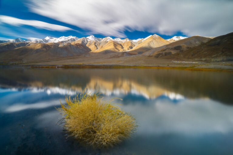 A golden shrub sits in a still lake reflecting snow-capped mountains under fast-moving clouds.