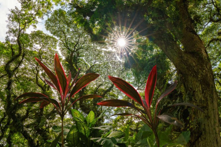Sunlight bursts through a dense tropical canopy, with red-leafed plants and large tree trunks in the foreground.