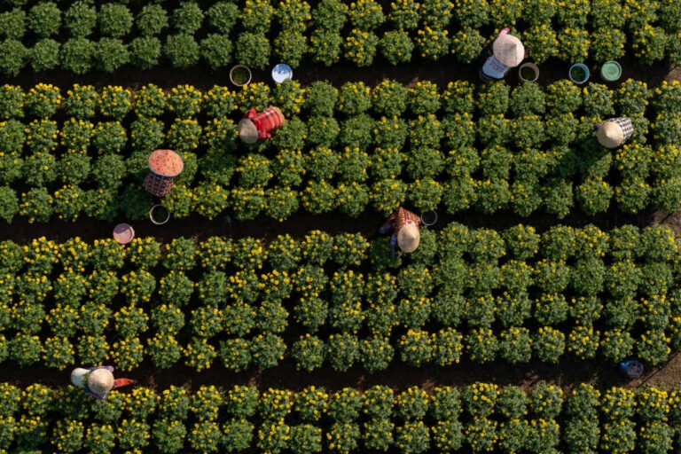 Top-down view of farmers in conical hats tending neat rows of round green flowering shrubs in a field.
